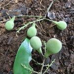 Licania hypoleuca Fruit