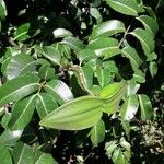Cryptostegia madagascariensis Fruit