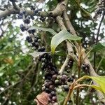 Myrsine coriacea Fruit