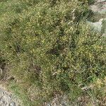 Genista acanthoclada 形态