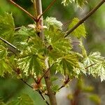 Acer shirasawanum Leaf