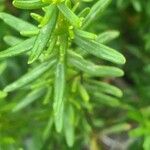 Hypericum empetrifolium Leaf