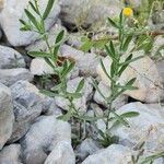 Pulicaria arabica Libunga