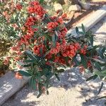 Pyracantha koidzumii Blatt