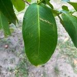 Syzygium samarangense Leaf