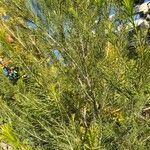 Melaleuca alternifolia Yaprak