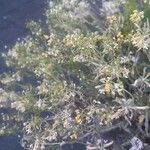 Aurinia saxatilis Blomst