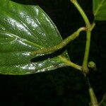 Piper nudifolium Leht
