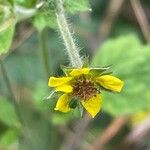 Geum urbanumफूल