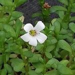 Bacopa monnieri Fiore