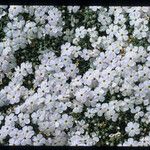 Phlox diffusa 整株植物