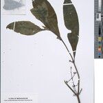 Psychotria sambiranensis Other