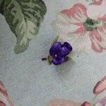 Viola cenisia ᱵᱟᱦᱟ