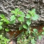 Parietaria debilis Levél