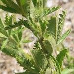 Potentilla recta Blad