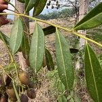 Simarouba amara Leaf