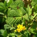 Medicago arabicaКветка