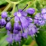 Caryopteris × clandonensis Çiçek