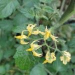 Solanum lycopersicum Flower