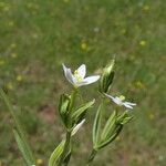 Centaurium pulchellum Кара