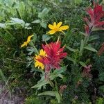 Castilleja miniata Flor