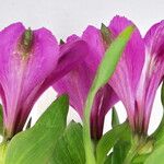 Alstroemeria spp. 花