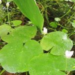 Nymphoides ezannoi Flower