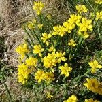 Genista sagittalis Blüte