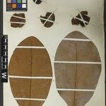 Clusia insignis Hoja