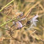 Lactuca inermis Kukka