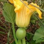 Cucurbita pepo Flower