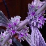 Marrubium alysson Floare