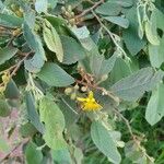 Grewia bicolor പുഷ്പം