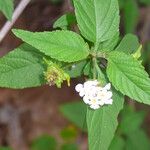 Lantana achyranthifolia Floare