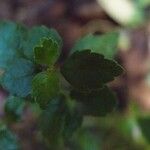 Pilea urticifolia Hostoa