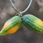 Corallocarpus bainesii Fruit