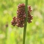 Juncus conglomeratusFlor