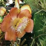 Couroupita guianensis Flower