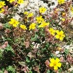 Helianthemum marifolium Fleur