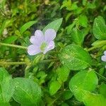 Barleria submollis Leaf