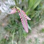 Crocosmia aureaKwiat