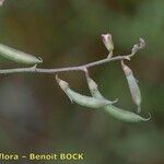 Astragalus austriacus Fruit