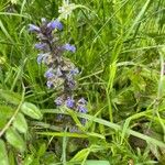 Ajuga reptansŽiedas