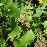 Smallanthus uvedalia Leaf