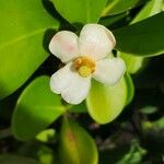 Clusia fluminensis പുഷ്പം