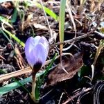 Crocus flavus Květ