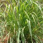 Cymbopogon citratus Лист