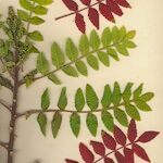 Rhus coriaria Otro