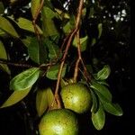 Xylocarpus granatum Fruit