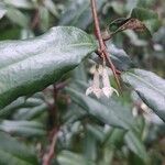 Elaeagnus pungensBloem